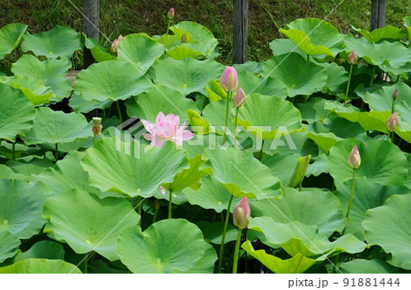 綺麗に咲いた五郎沼の中尊寺ハス 綺麗に咲いた五郎沼の中尊寺ハス 91881444