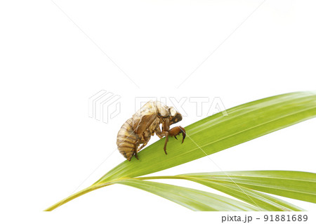 セミのぬけがら 91881689