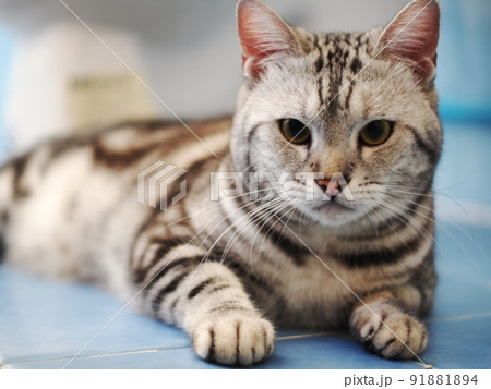 cute young handsome AMERICAN SHORT HAIR breed kitty grey and black stripes home cat portraits relaxing in a bedroom with blur indoor environment background. 91881894