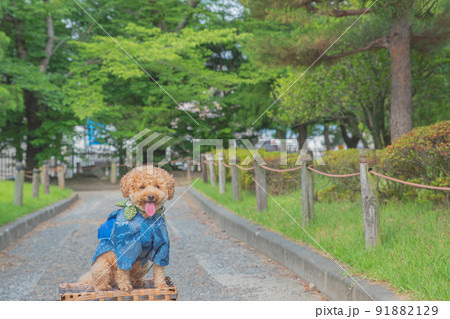松本城と犬 91882129