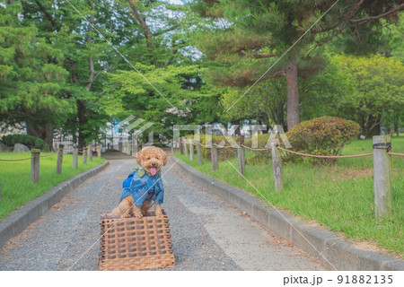 松本城と犬 松本城と犬 91882135