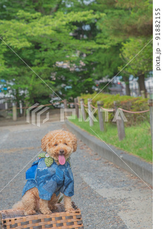 松本城と犬 91882155