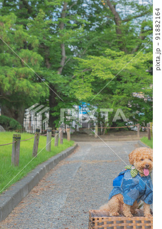 松本城と犬 91882164