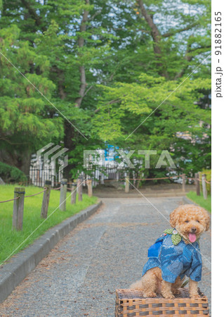 松本城と犬 松本城と犬 91882165