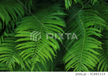 fresh green fern leaves 91882314
