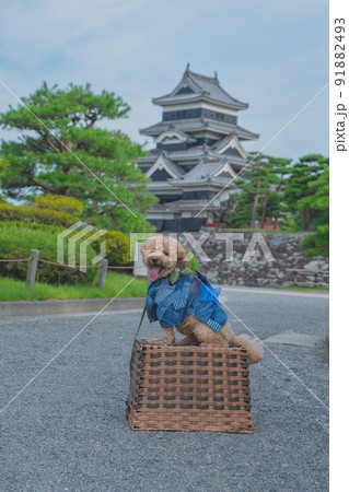 松本城と犬 松本城と犬 91882493