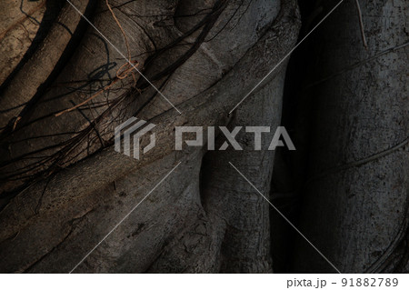 音もなく声もたてず静かに、容赦なく無慈悲に進んでいる植物界の生存競争・頂点に立つのはツル(蔓) 91882789