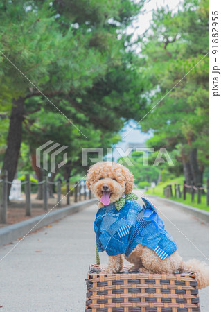 松本城と犬 91882956