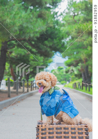 松本城と犬 91882959