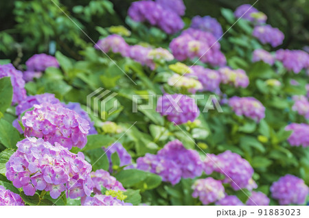 赤紫色の紫陽花 赤紫色の紫陽花 91883023