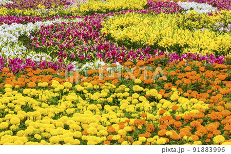 自然 風景 花 91883996