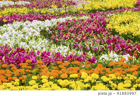 自然 風景 花 91883997