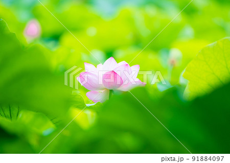 蓮の花 蓮の花 91884097