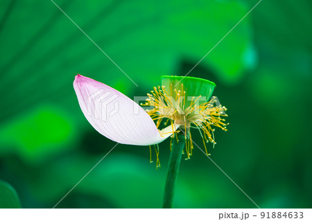 一枚残った蓮の花びらの写真素材 [91884633] - PIXTA