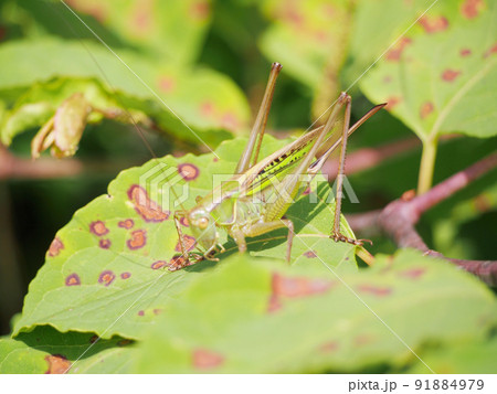 夏休みのバッタ 91884979