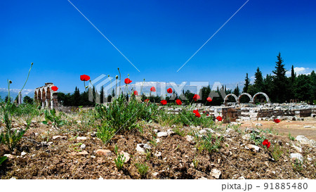 poppy flowers at Ruins of ancient city Anjar, Bekaa valley Lebanon poppy flowers at Ruins of ancient city Anjar, Bekaa valley Lebanon 91885480