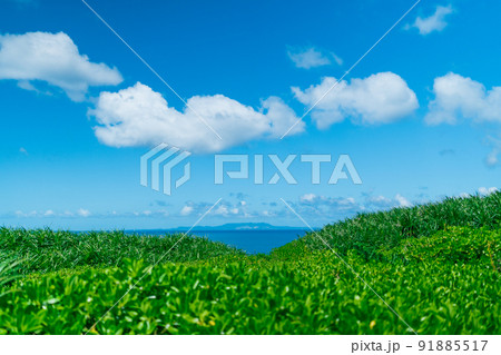 海と密生するクサトベラ 91885517