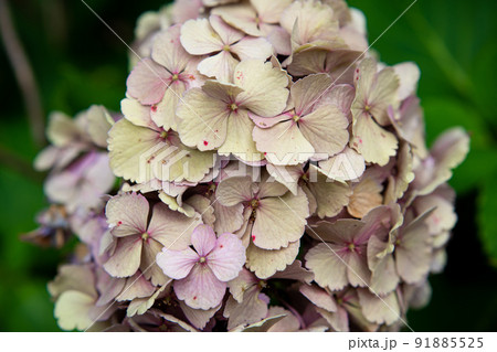 枯れかけの紫陽花の写真素材 [91885525] - PIXTA