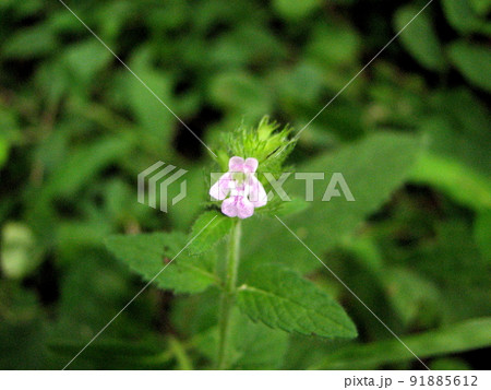 クルマバナ 91885612