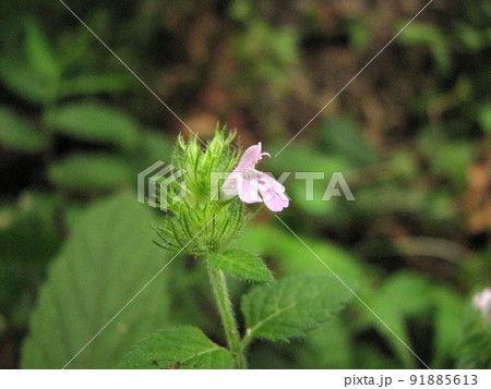 クルマバナ 91885613