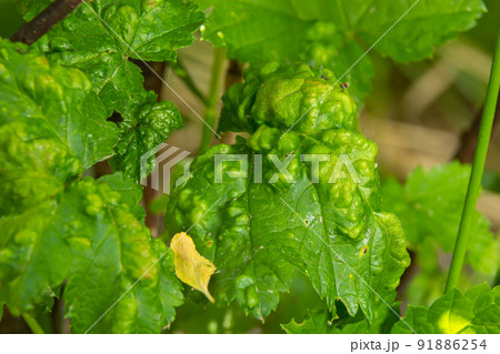 Aphids curled foliage, close up Leaf curled on cherry tree, Prunus sp, caused by Black cherry aphid, black cherry aphid attack under side of leaves 91886254