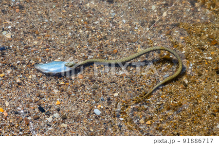 Natrix tessellata water snake on the beach 91886717