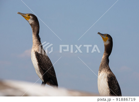 A black cormorant perching on the background of blue sky 91886719