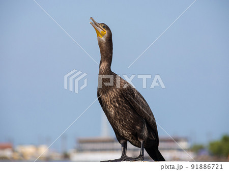 great cormorants resting on old rusty pier by the sea 91886721