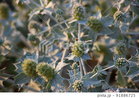 Eryngium maritimum, the sea holly or seaside eryngo. The plant has a very strong and deep root system 91886725