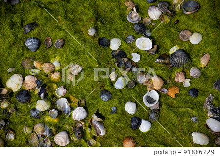 Sea shells on sand. Summer beach background. Top view Sea shells on sand. Summer beach background. Top view 91886729