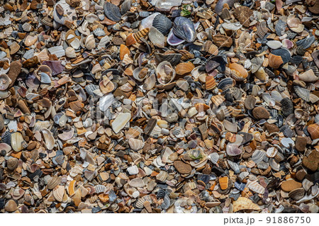Sea shells on sand. Summer beach background. Top view Sea shells on sand. Summer beach background. Top view 91886750