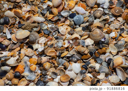 Sea shells on sand. Summer beach background. Top view Sea shells on sand. Summer beach background. Top view 91886816