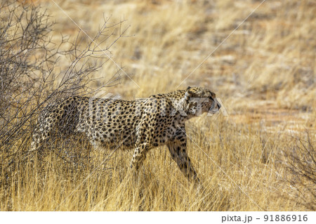 Cheetah in Kgalagadi transfrontier park, South Africa Cheetah in Kgalagadi transfrontier park, South Africa 91886916