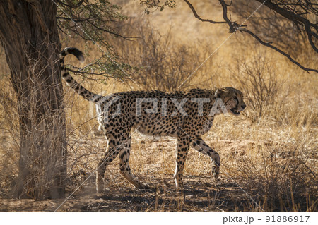 Cheetah in Kgalagadi transfrontier park, South Africa Cheetah in Kgalagadi transfrontier park, South Africa 91886917