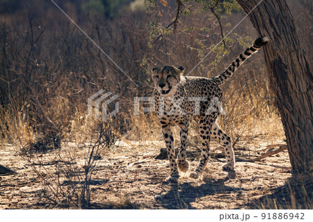 in Kgalagadi transfrontier park, South Africa 91886942