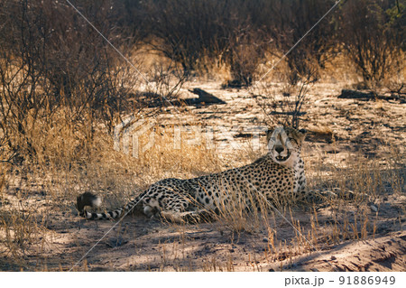Cheetah in Kgalagadi transfrontier park, South Africa Cheetah in Kgalagadi transfrontier park, South Africa 91886949