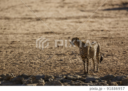 Cheetah in Kgalagadi transfrontier park, South Africa Cheetah in Kgalagadi transfrontier park, South Africa 91886957