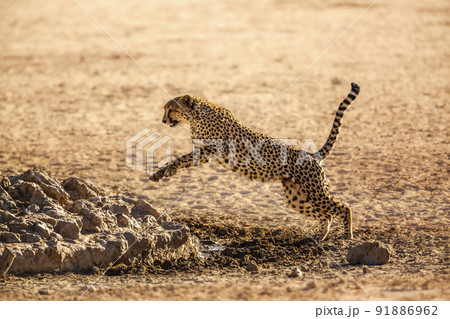 Cheetah in Kgalagadi transfrontier park, South Africa Cheetah in Kgalagadi transfrontier park, South Africa 91886962