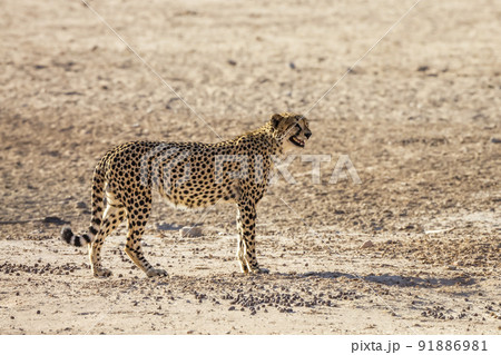 Cheetah in Kgalagadi transfrontier park, South Africa 91886981