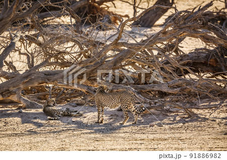 Cheetah in Kgalagadi transfrontier park, South Africa Cheetah in Kgalagadi transfrontier park, South Africa 91886982