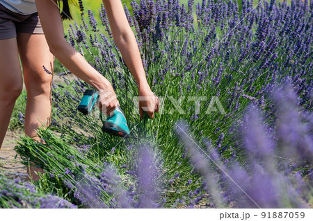 Femal worker cuts lavender flowers to harvest 91887059