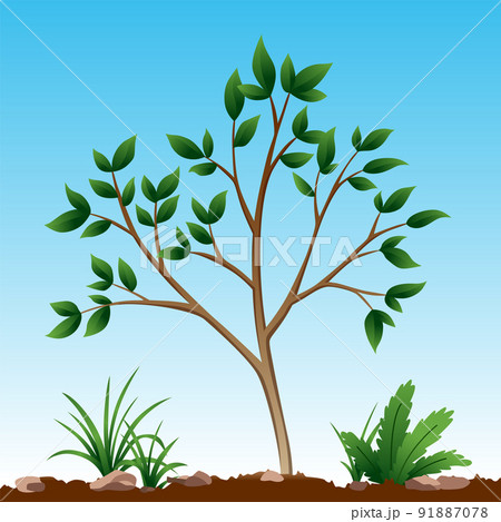 Photosynthesis process. Tree produce oxygen using rain and sun. Process of photosynthesis in plant. Colorful image for education in flat style 91887078