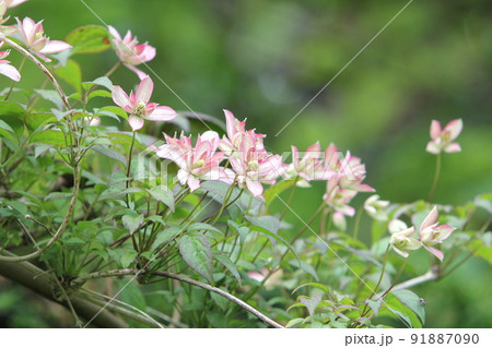 クレマチス　モンタナ マジョリーの花 91887090