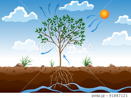 Photosynthesis process. Tree produce oxygen using rain and sun. Diagram showing process of photosynthesis in plant. Colorful biology scheme for education in flat style 91887121