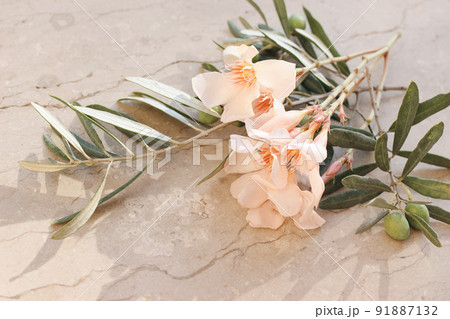 Mediterranean summer floral composition. Closeup of apricot oleander blossom, flowers and green olive tree branches. Grunge marble background in sunlight. Blurred, background, selective focus. Mediterranean summer floral composition. Closeup of apricot oleander blossom, flowers and green olive tree branches. Grunge marble background in sunlight. Blurred, background, selective focus. 91887132
