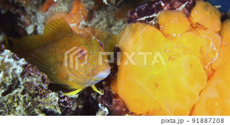 Ringneck Blenny, Cabo Cope Puntas del Calnegre Regional Park, Spain 91887208