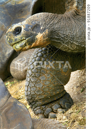 Galapagos Giant Tortoise, Galapagos National Park, Ecuador 91887209
