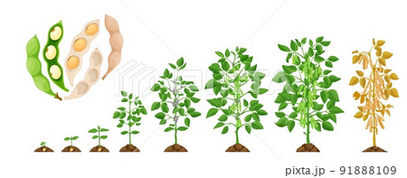 Soy growth stages, soybean vegetable plant grow cycle, vector seedling phases. Soy beans growing process from seed in soil to sprout, garden and agriculture, vegetables crop and farm harvest 91888109