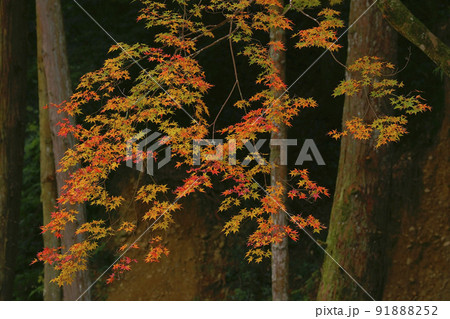 紅葉 紅葉 91888252