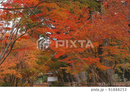 紅葉 紅葉 91888253